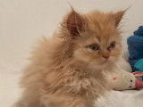 1 chaton Persan LOOF à vendre
