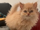 1 chaton Persan LOOF à vendre