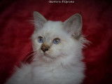 4 chatons Sacrés de Birmanie à réserver, LOOF