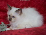 4 chatons Sacrés de Birmanie à réserver, LOOF