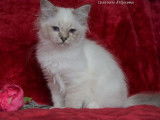 4 chatons Sacrés de Birmanie à réserver, LOOF