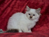 4 chatons Sacrés de Birmanie à réserver, LOOF