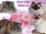 4 chatons Sacrés de Birmanie à réserver, LOOF