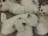 Chatons Ragdoll LOOF à vendre