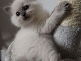 Chatons Ragdoll LOOF à vendre