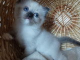 Chatons Ragdoll LOOF à vendre