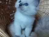 Chatons Ragdoll LOOF à vendre
