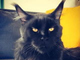 Chat adulte Maine Coon, mâle noir cendré de 2 ans LOOF pour saillie