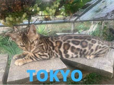 1 chatonne Bengal LOOF disponible