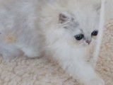 2 chatonnes Persans Chinchillas LOOF disponibles