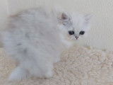 2 chatonnes Persans Chinchillas LOOF disponibles