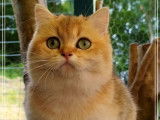 Chat femelle adulte British Shorthair noir doré ombré à vendre