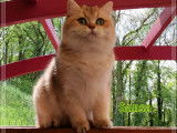 Chat femelle adulte British Shorthair noir doré ombré à vendre