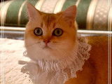 Chat femelle adulte British Shorthair noir doré ombré à vendre