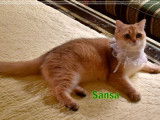 Chat femelle adulte British Shorthair noir doré ombré à vendre