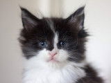 4 chatons Maine Coons à réserver