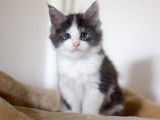 4 chatons Maine Coons à réserver