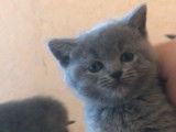 4 chatons Chartreux LOOF disponibles &agrave; la vente