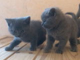 4 chatons Chartreux LOOF disponibles &agrave; la vente