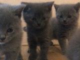 4 chatons Chartreux LOOF disponibles &agrave; la vente