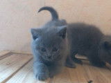 4 chatons Chartreux LOOF disponibles &agrave; la vente