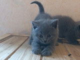 4 chatons Chartreux LOOF disponibles &agrave; la vente