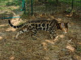 À vendre, deux chatons Bengals LOOF