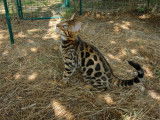 À vendre, deux chatons Bengals LOOF