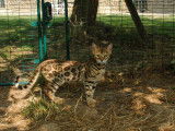 À vendre, deux chatons Bengals LOOF