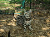 À vendre, deux chatons Bengals LOOF