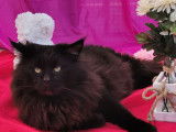 Vente d’un chat Maine Coon mâle noir LOOF âgé de 6 ans