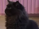 Vente d’un chat Maine Coon mâle noir LOOF âgé de 6 ans
