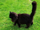 Vente d’un chat Maine Coon mâle noir LOOF âgé de 6 ans