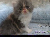 2 chatons Exotic Shorthairs (LOOF) à vendre blanc et noir ou tricolore