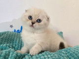 À réserver une chatonne Scottish Fold LOOF blanche
