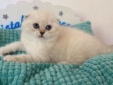 À réserver une chatonne Scottish Fold LOOF blanche