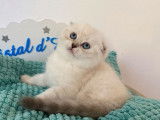À réserver une chatonne Scottish Fold LOOF blanche