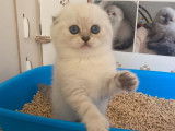 À réserver une chatonne Scottish Fold LOOF blanche