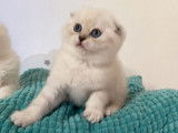 À réserver une chatonne Scottish Fold LOOF blanche