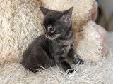4 chatonnes Bengals LOOF &agrave; r&eacute;server bleu mink charcoal ou bleu charcoal