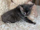 4 chatonnes Bengals LOOF &agrave; r&eacute;server bleu mink charcoal ou bleu charcoal