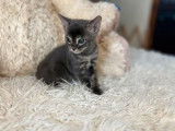 4 chatonnes Bengals LOOF &agrave; r&eacute;server bleu mink charcoal ou bleu charcoal