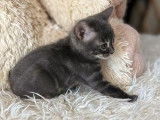 4 chatonnes Bengals LOOF &agrave; r&eacute;server bleu mink charcoal ou bleu charcoal