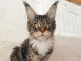 Vente d’une chatonne Maine Coon, LOOF brown spotted tabby et blanche