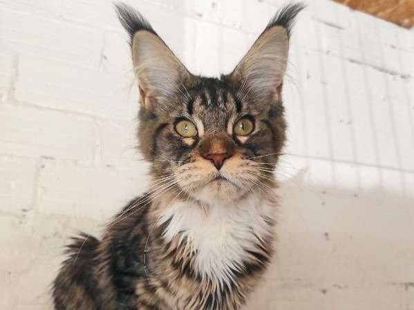 Vente d’une chatonne Maine Coon, LOOF  brown spotted tabby et blanche