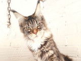Vente d’une chatonne Maine Coon, LOOF brown spotted tabby et blanche