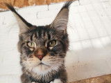 Vente d’une chatonne Maine Coon, LOOF brown spotted tabby et blanche