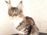 Vente d’une chatonne Maine Coon, LOOF brown spotted tabby et blanche