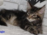 &Agrave; vendre, 2 chatons Maine Coons, m&acirc;les LOOF