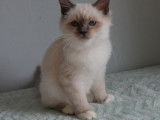 Vente d’un chaton Sacré de Birmanie, porteur de bleu, LOOF
